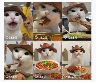 抖音可爱猫咪生活日记视频,涨粉快流量稳+多平台分发